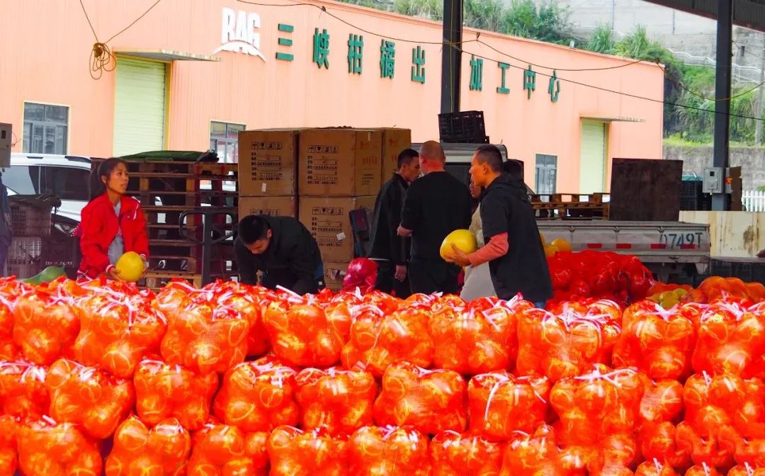 金秋豐收季 | 百安港農(nóng)產(chǎn)品批發(fā)市場邀您赴一場和秋天的約會！